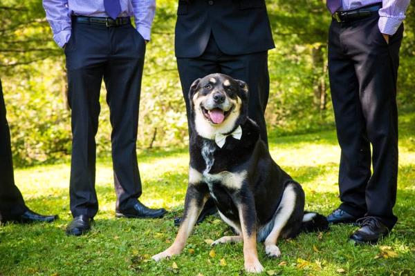 /Images/uploads/MidAmerica Rottweiler Rescue/adoptarottphotocontest/entries/10138thumb.jpg